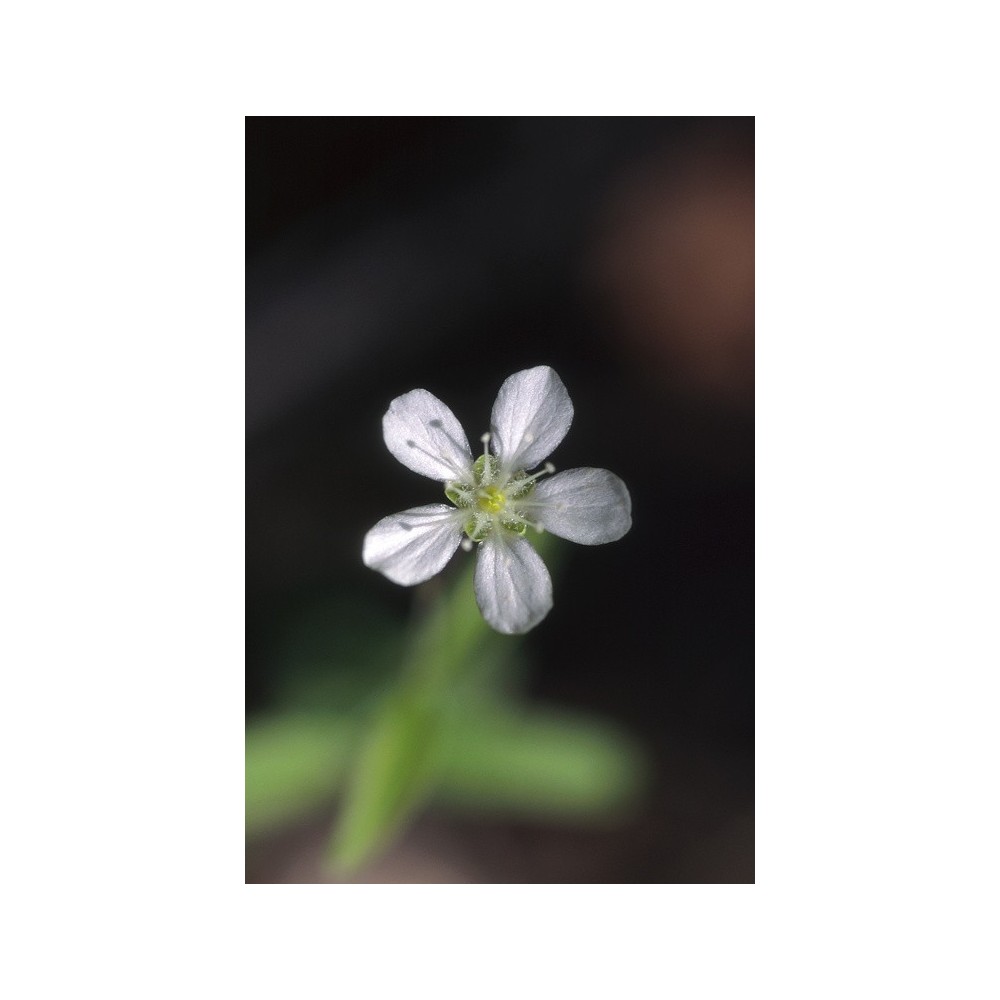 Alaska Single Essence - Grove Sandwort (Moehringia lateriflora) 7.4 ml