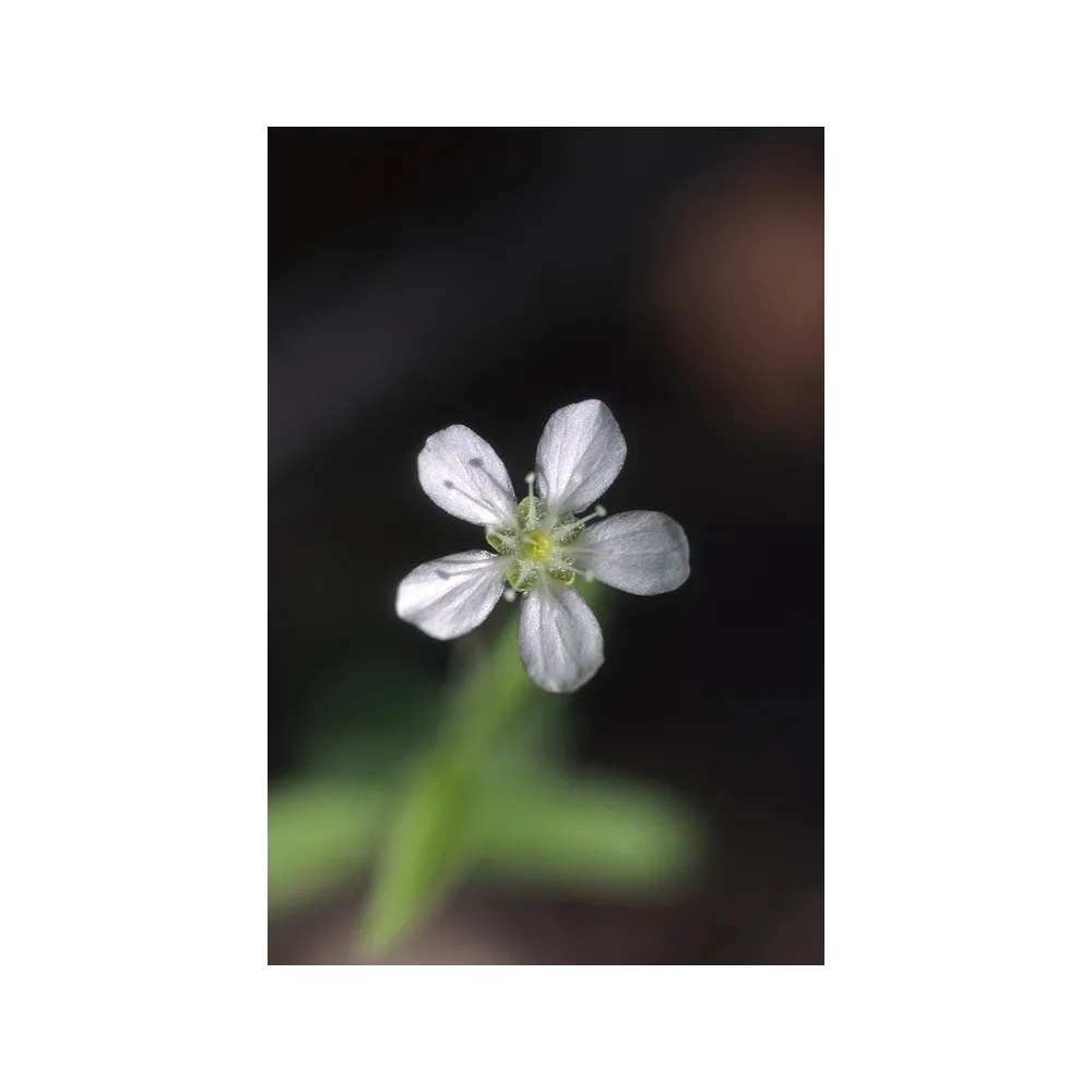 Alaska Single Essence - Grove Sandwort (Moehringia lateriflora) 7,4 ml