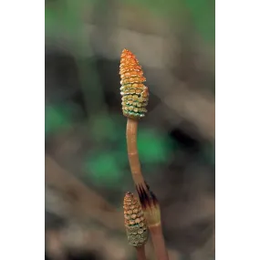 Esencia única Alaska - Cola...