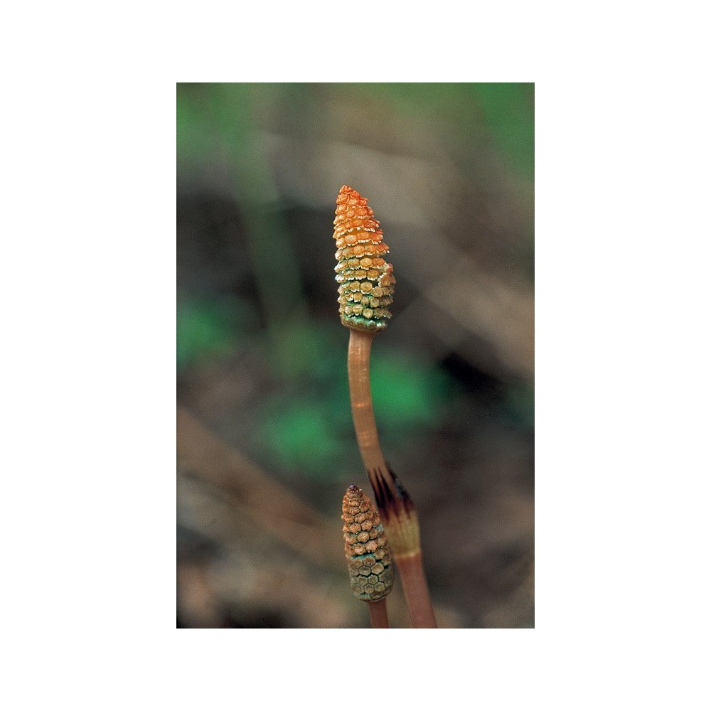 Alaska Single Essence - Horsetail (Equisetum arvense) 7.4 ml