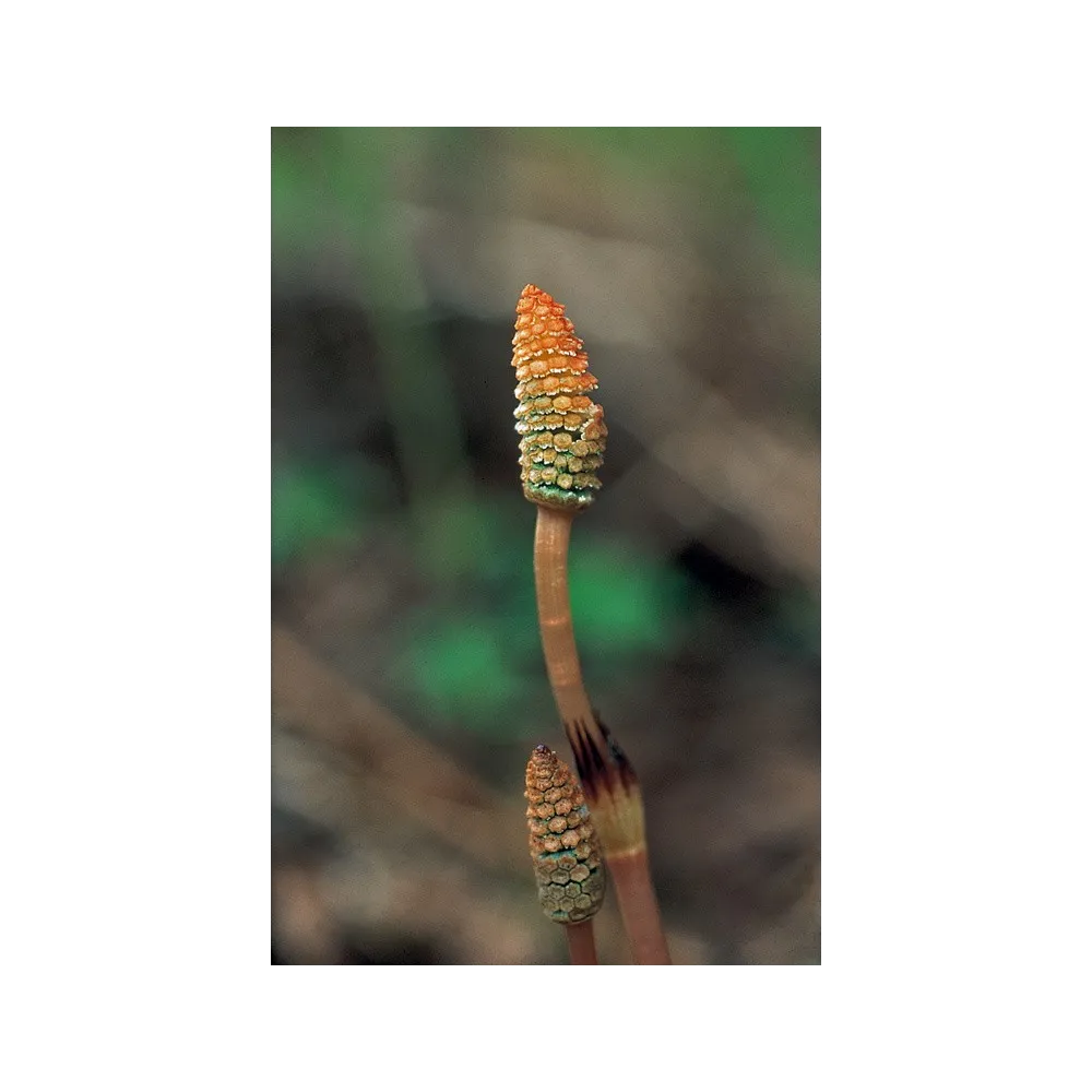 Alaska Single Essence - Horsetail (Equisetum arvense) 7.4 ml