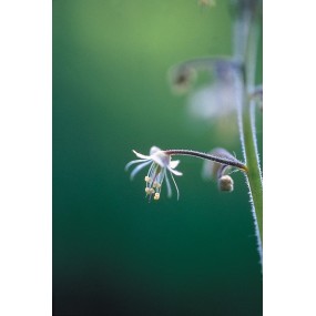 Alaska Single Essence - Fleur de dentelle (Tiarella trifoliata) 7,4 ml