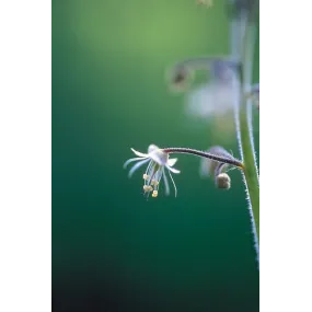 Esencia única de Alaska -...