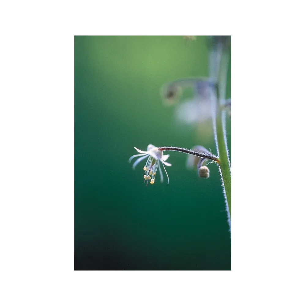 Alaska Single Essence - Fleur de dentelle (Tiarella trifoliata) 7,4 ml