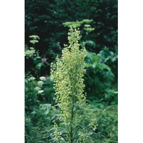 Esencia única de Alaska - Ajenjo de montaña (Artemisia tilesii) 7,4 ml
