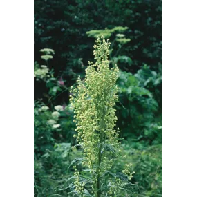 Essence unique d'Alaska -...