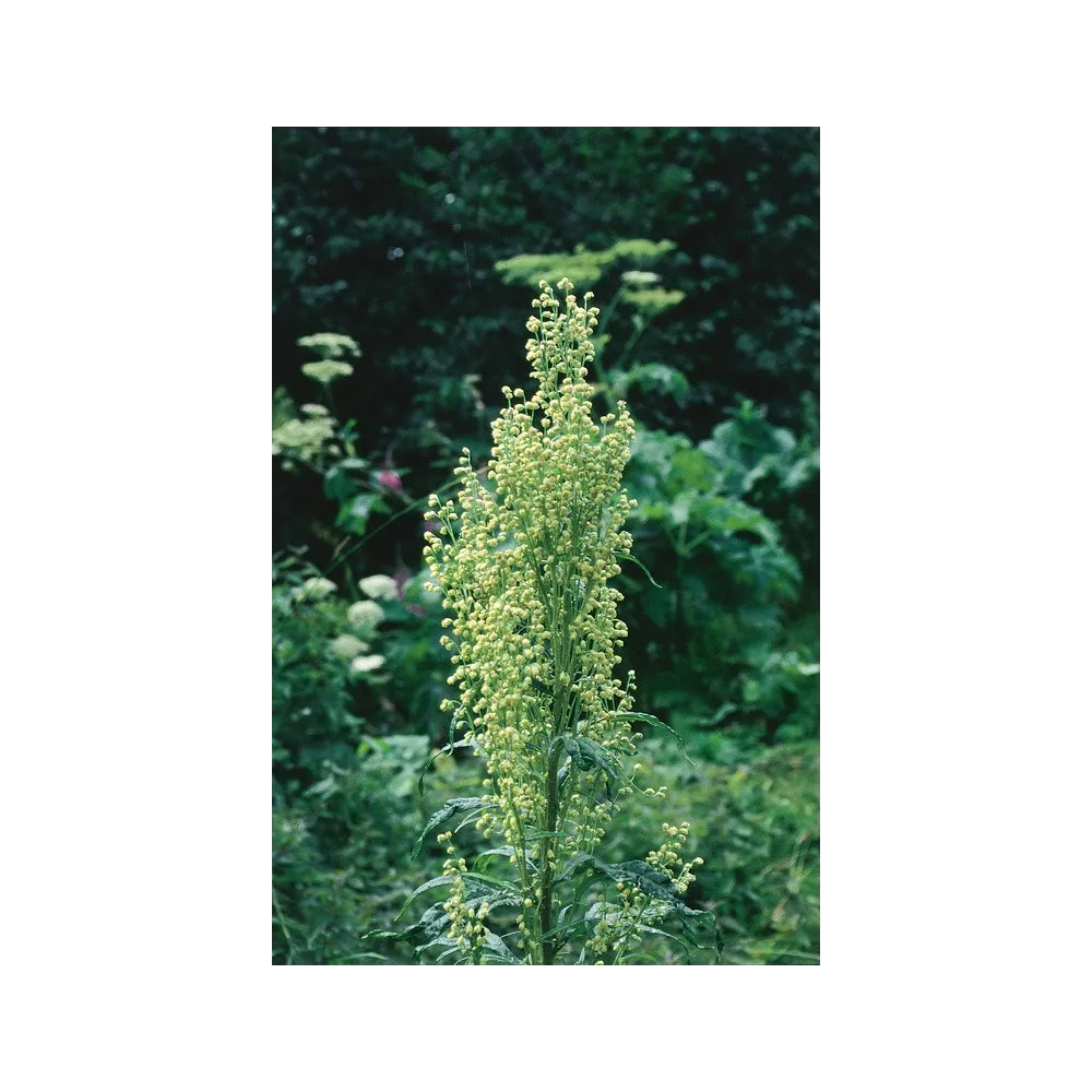 Alaska Single Essence – Berg-Wermut (Artemisia tilesii) 7,4 ml