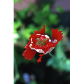 Alaska Single Essence - Opium Poppy (Papaver sominifera) 7.4 ml
