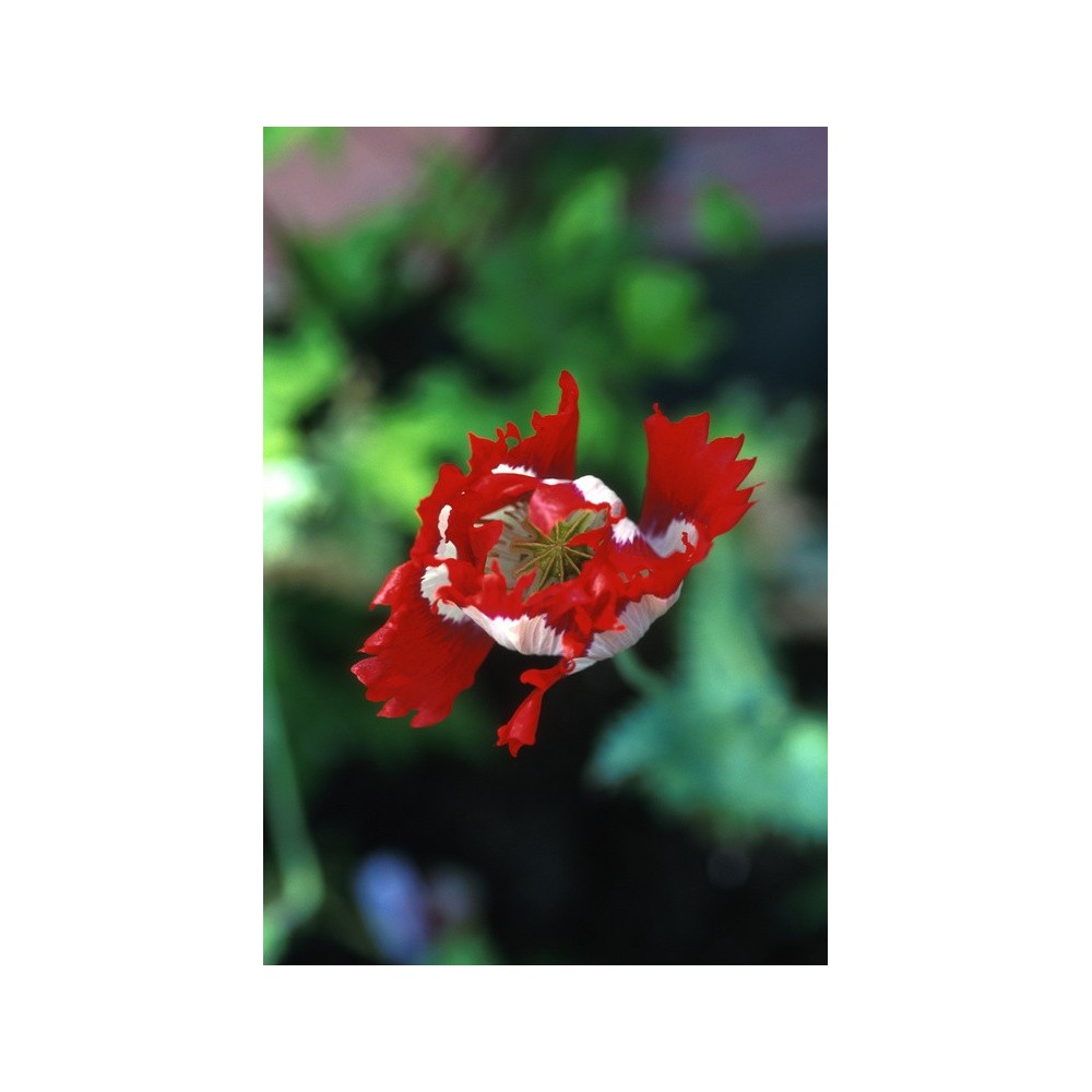 Esencia única de Alaska - Amapola de Opio (Papaver sominifera) 7,4 ml