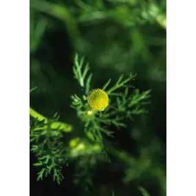 Essence simple d'Alaska -...