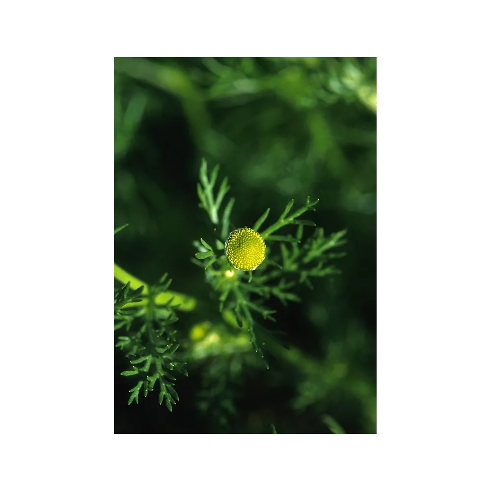 Alaska Single Essence – Ananaskraut (Matricaria matricariodes) 7,4 ml