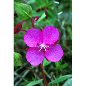 Alaska Single Essence - River Beauty (Epilobium latifolium) 7.4 ml