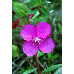 Alaska Single Essence -...
