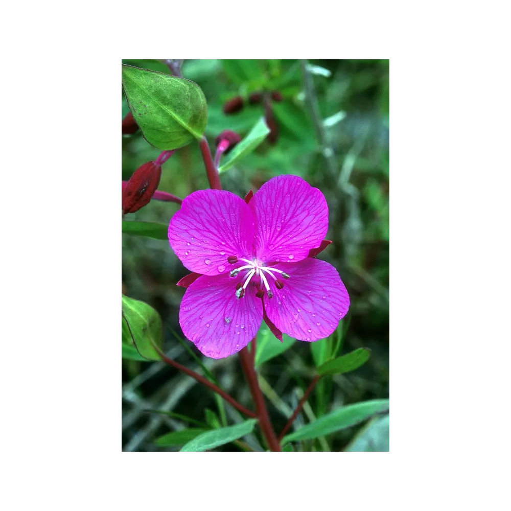 Esencia única de Alaska - Belleza del río (Epilobium latifolium) 7,4 ml