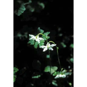 Delicia única de Alaska...