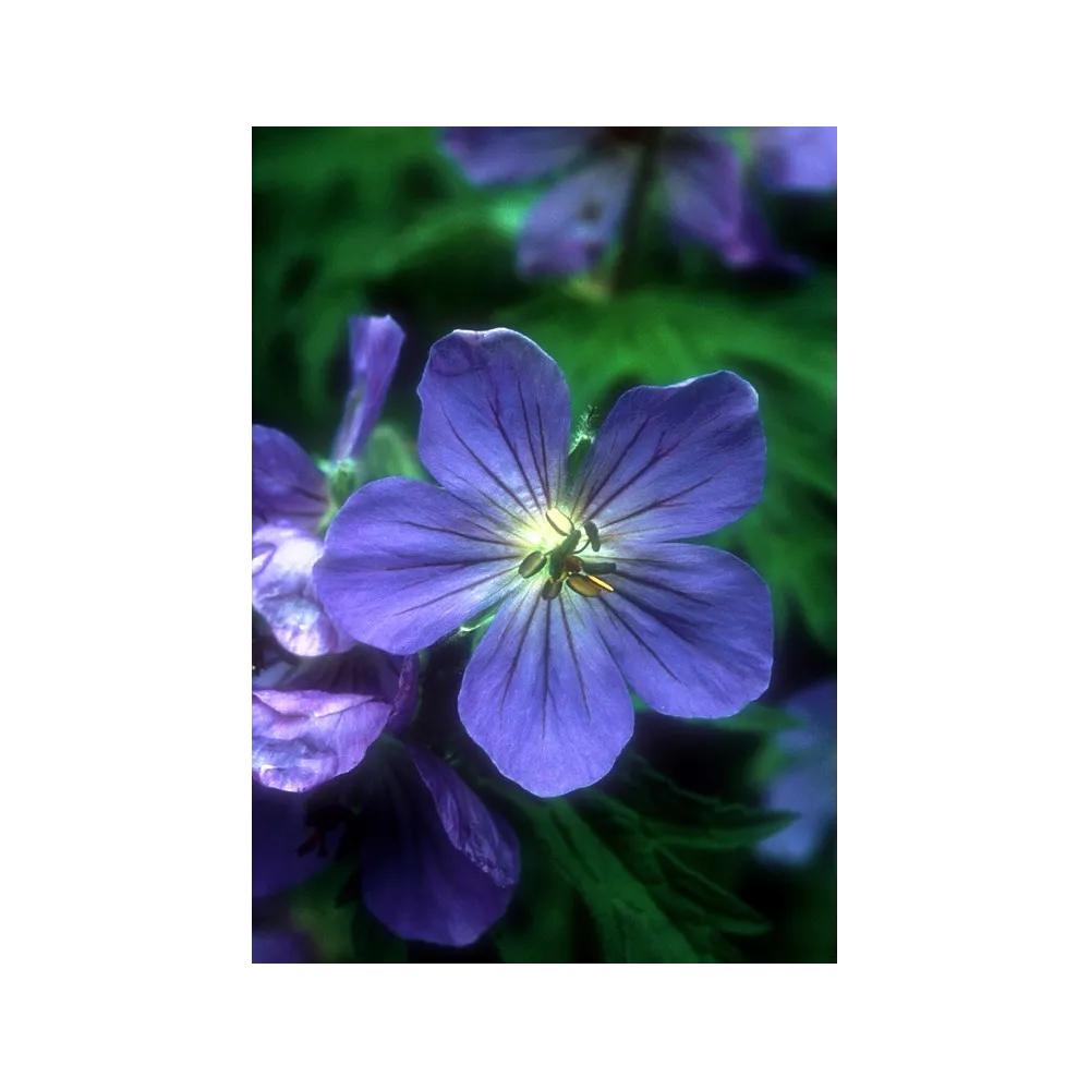 Esencia única de Alaska - Geranio pegajoso (Geranium erianthum) 7,4 ml