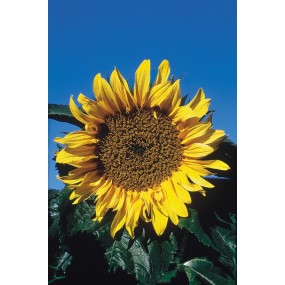 Alaska Single Essence - Sunflower (Helianthus annuala) 7.4 ml
