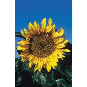 Essence simple Alaska -...