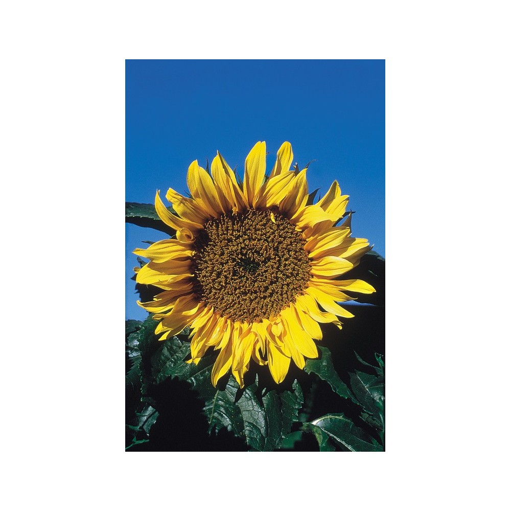 Alaska Single Essence - Sunflower (Helianthus annuala) 7.4 ml