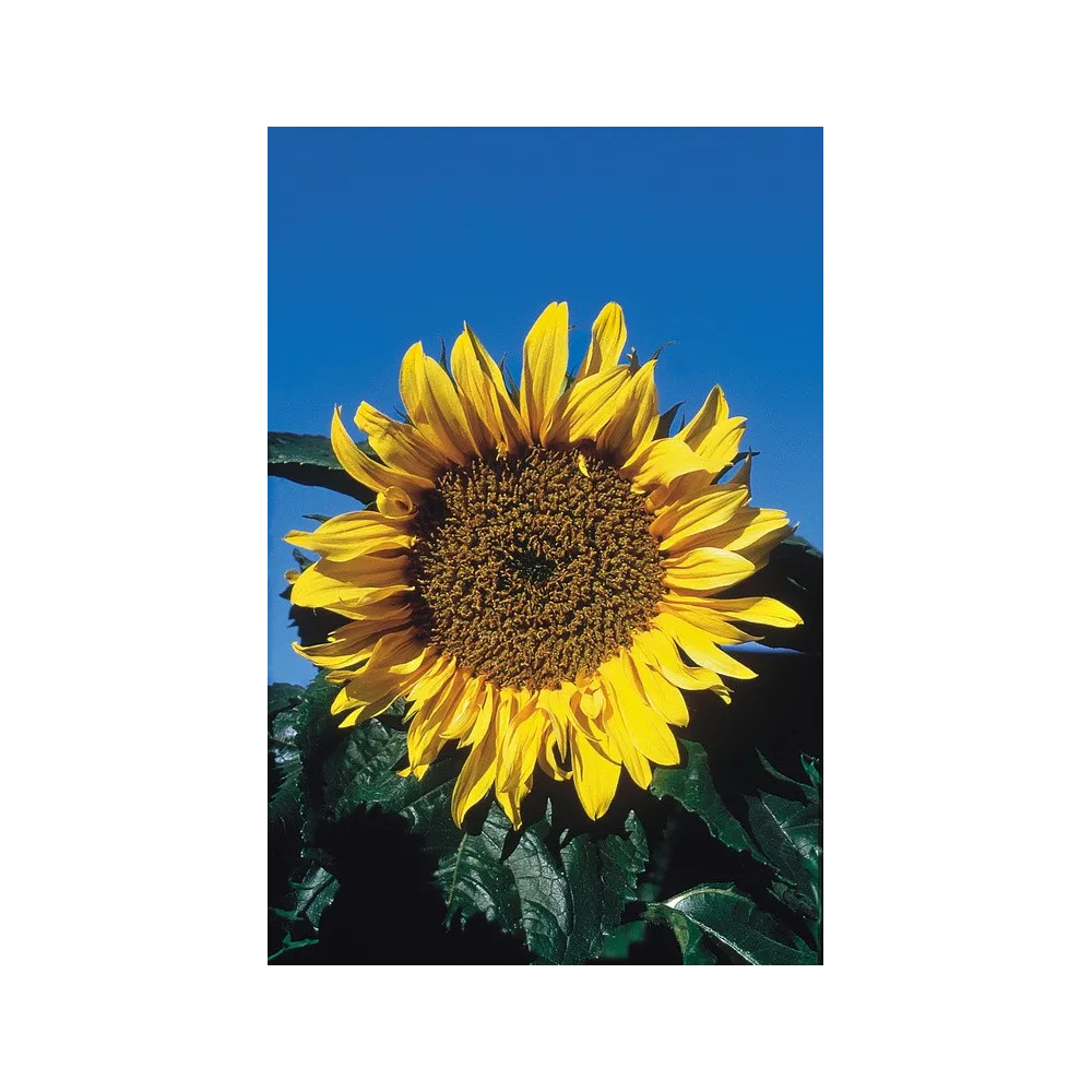 Essence simple Alaska - Tournesol (Helianthus annuala) 7,4 ml