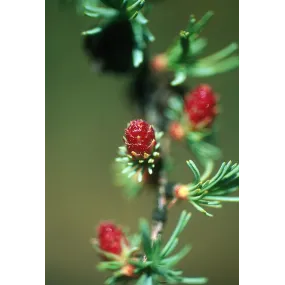 Esencia única de Alaska -...