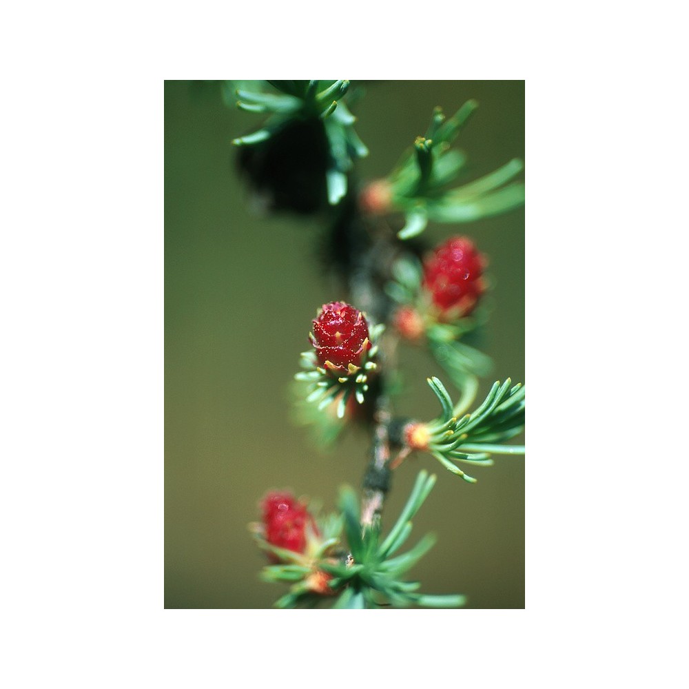 Alaska Single Essence - Tamarack (Larix laricina) 7.4 ml