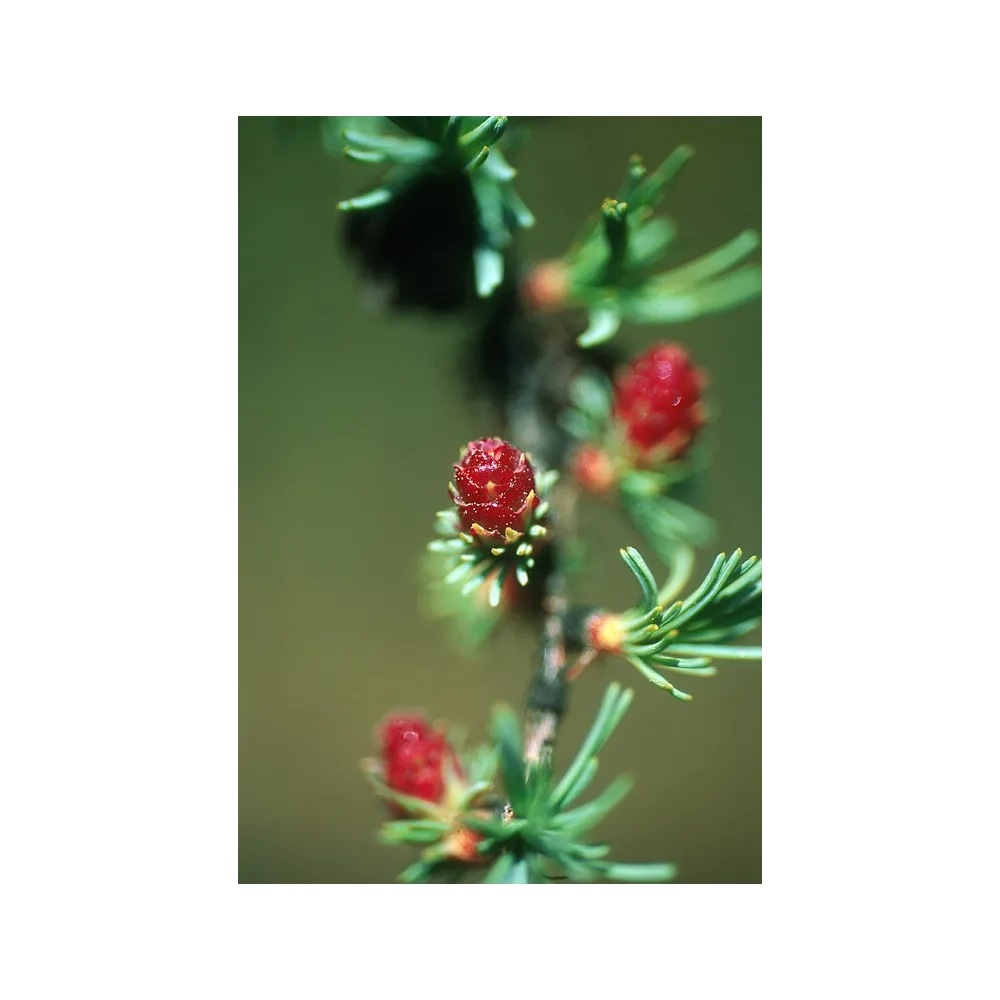 Essence simple Alaska - Tamarack (Larix laricina) 7,4 ml