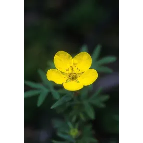 Essence unique d'Alaska -...