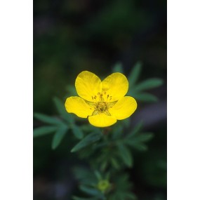Essenza Singola dell'Alaska - Tundra Rose (Potentilla fruticosa) 7,4 ml
