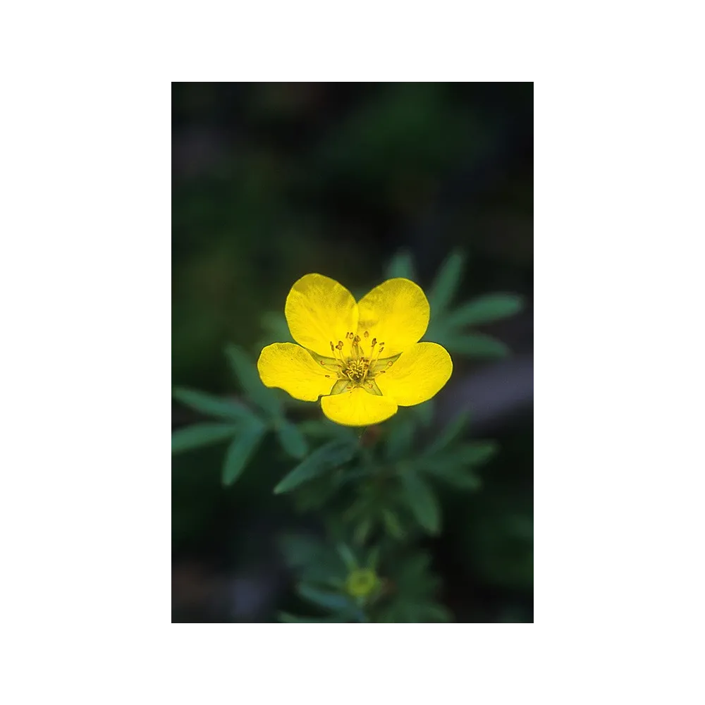 Alaska Single Essence - Tundra Rose (Potentilla fruticosa) 7.4 ml