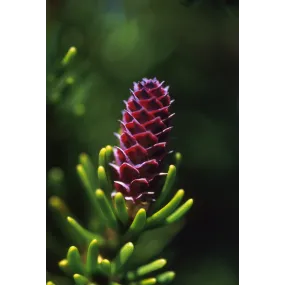 Essence unique d'Alaska -...
