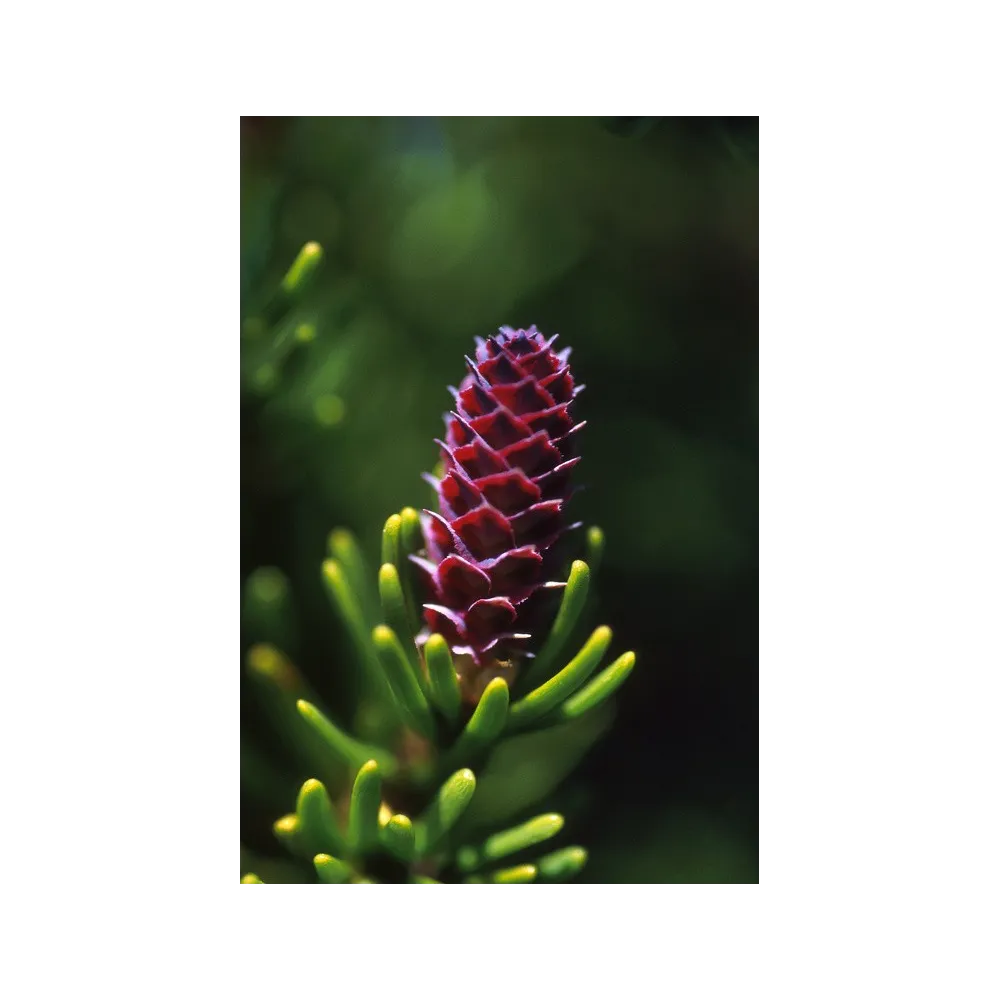 Alaska Single Essence - Épinette blanche (Picea glauca) 7,4 ml