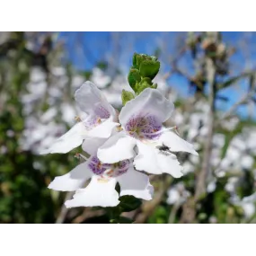 Essence simple de brousse...