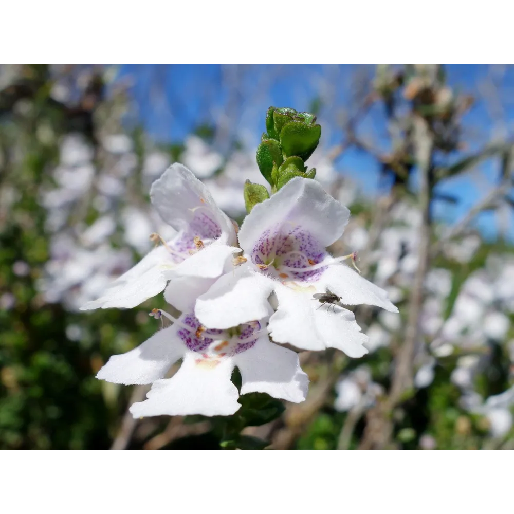 Essenza Singola Australian Bush - Alpine Mint Bush 15 ml