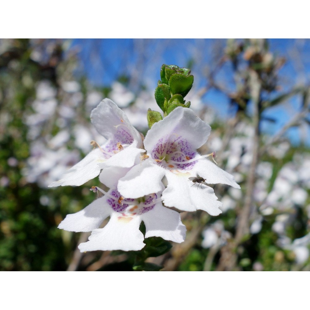 Single Essence Australian Bush - Alpine Mint Bush 15 ml