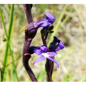 Essence florale du bush...