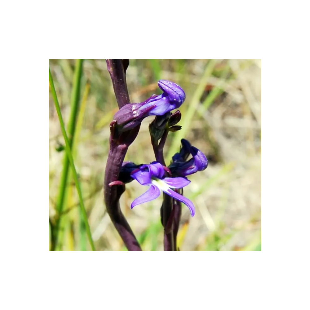 Single Essence Australian Bush - Angelsword 15 ml