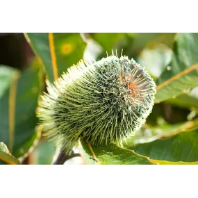 Essence simple de brousse...