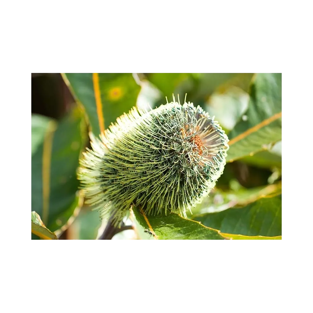 Esencia única de arbusto australiano - Banksia Robur 15 ml