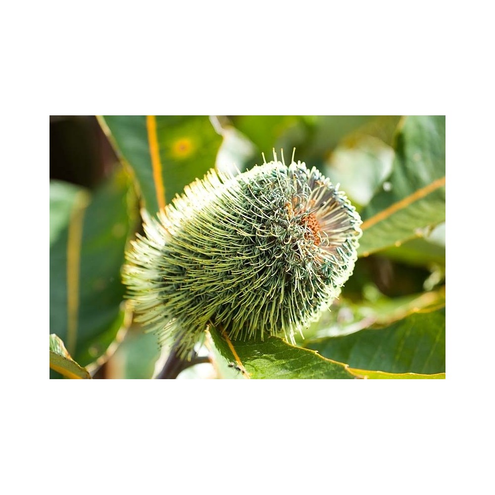 Essenza Singola Australian Bush - Banksia Robur 15 ml