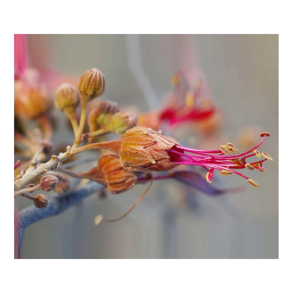 Australian Bush Single Essence - Bauhinia 15 ml