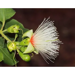 Essence florale du bush...