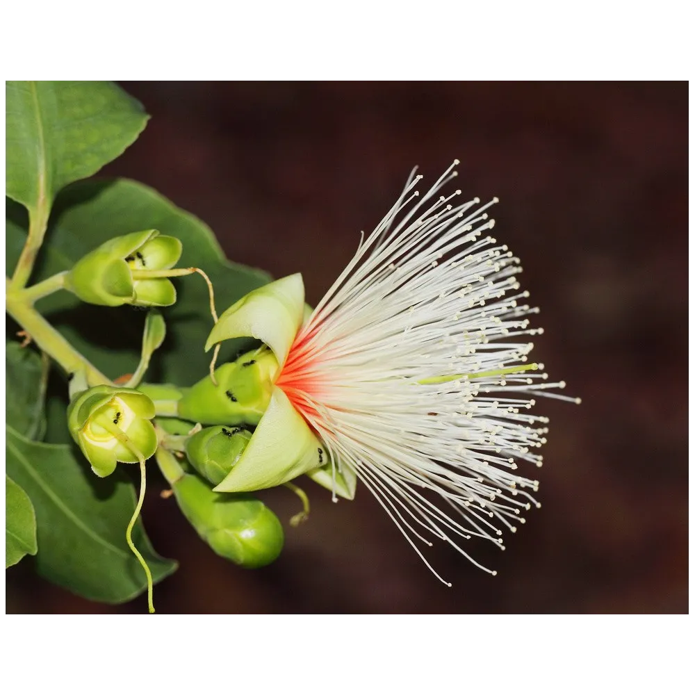 Single Essence Australian Bush - Billy Goat Plum 15 ml