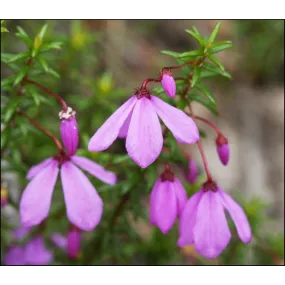 Essence florale du bush...