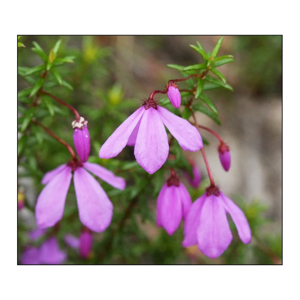 Australian Bush Flower Essence - Black-Eyed Susan 15 ml