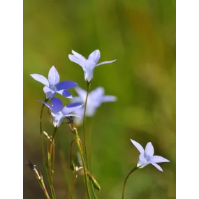 Essence simple de brousse...