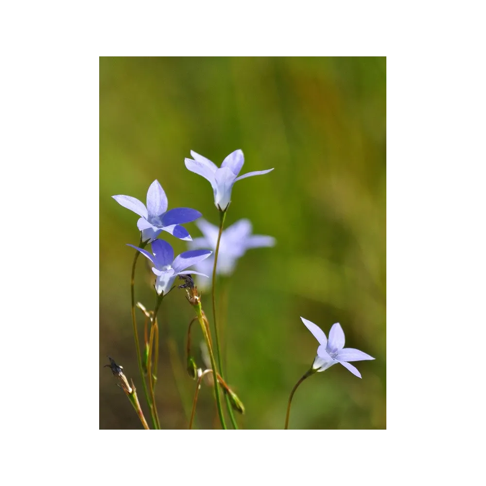 Esencia única de arbusto australiano - Campanilla azul 15 ml