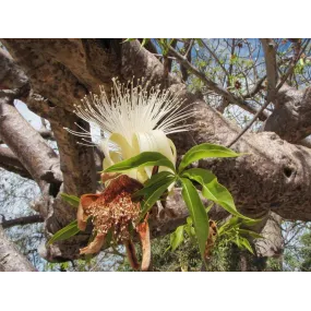 Essence simple de baobab...