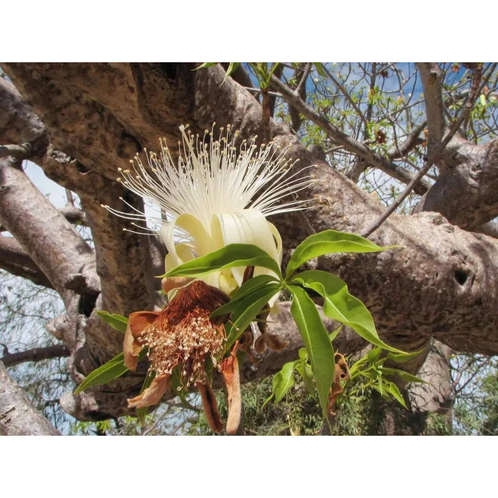 Esencia única de arbusto australiano - Boab 15 ml