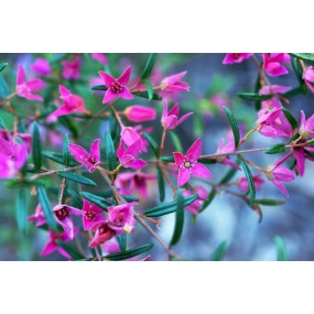 Esencia única Arbusto Australiano - Boronia 15 ml